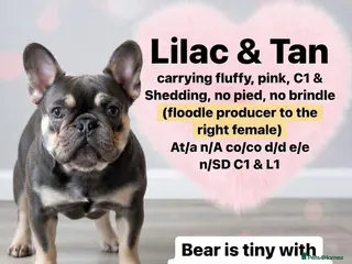French Bulldog dogs French bulldog for stud for stud only - Advert 1