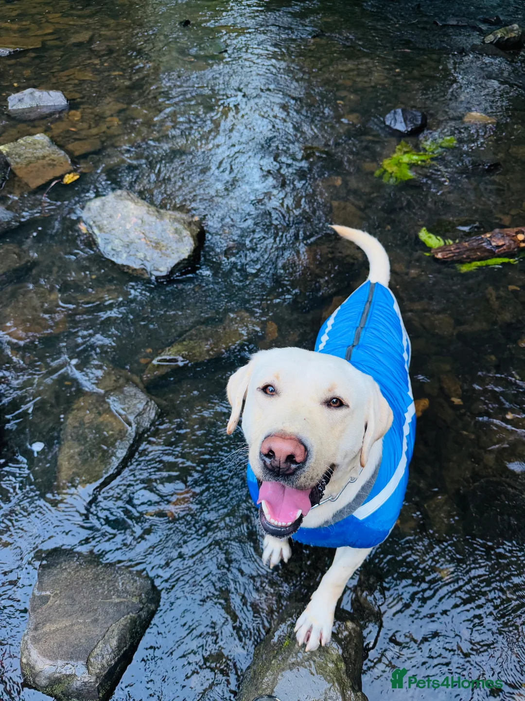 Labrador Retriever dogs for stud: Golden Labrador Retriever Stud: KC-Registered - Advert 1