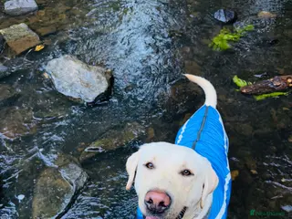 Labrador Retriever dogs Golden Labrador Retriever Stud: KC-Registered - Advert 4