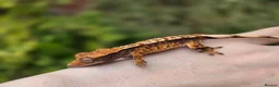 Gecko reptiles for sale: Various crested geckos - Advert 16