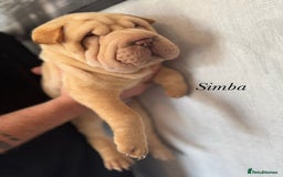 Shar Pei dogs for sale: 2 boys left full shar pei - Image 13