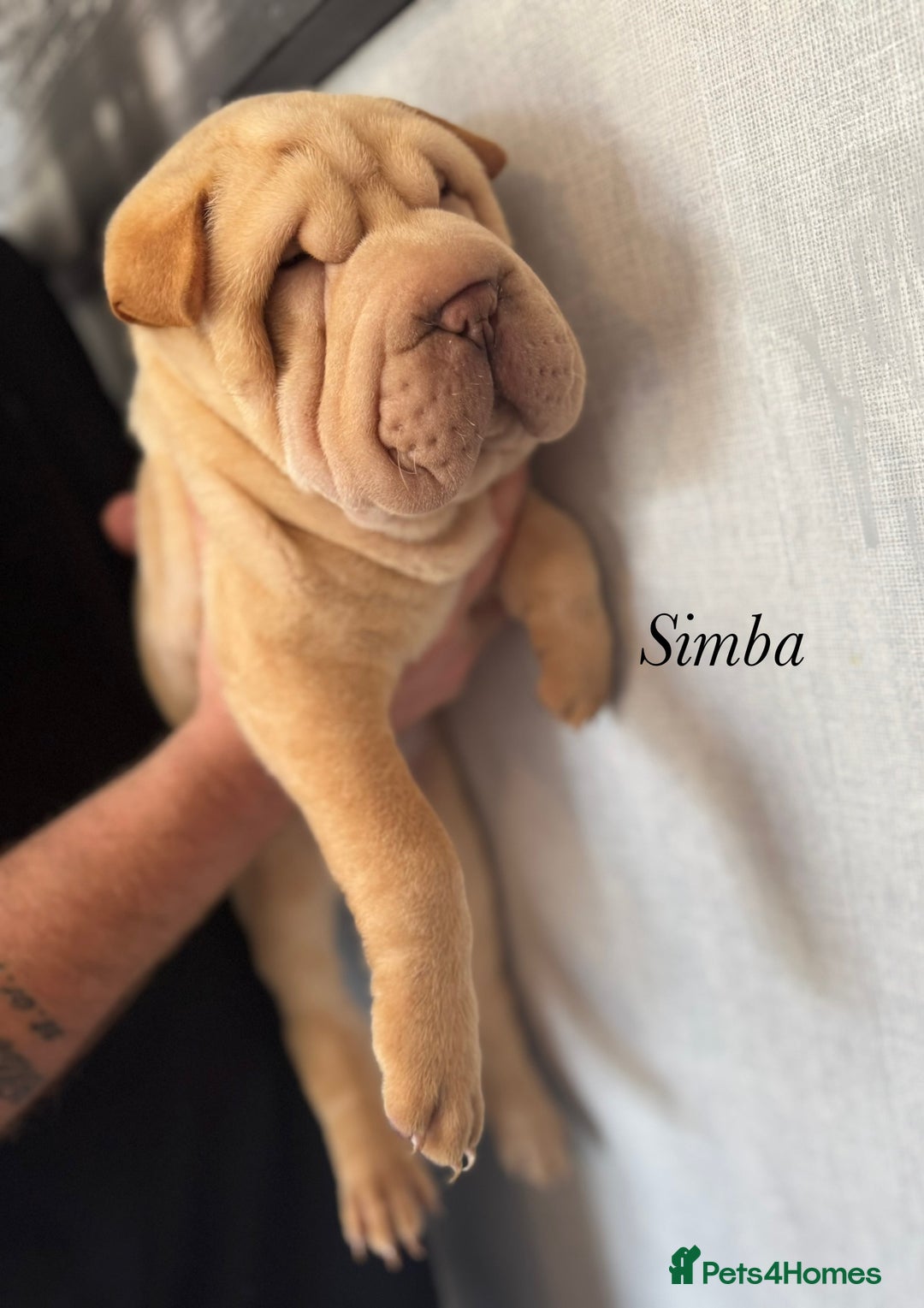 Shar Pei dogs for sale: 2 boys left full shar pei - Image 13