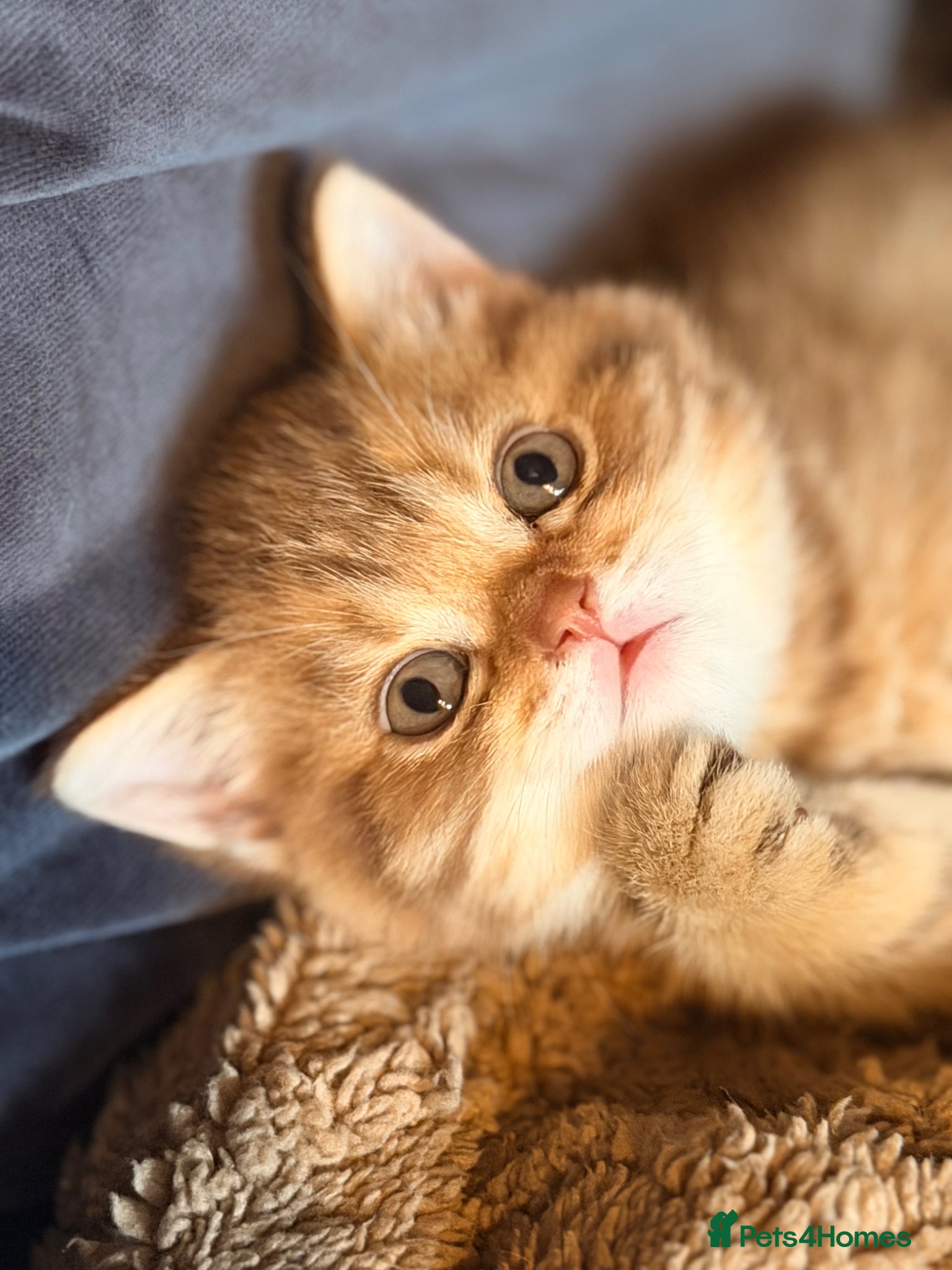 British Shorthair cats British Shorthair Kittens - Advert 1