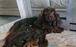 Cocker Spaniel dogs for sale: Exceptional Pedigree Kc Champion Show Cockers - Image 26