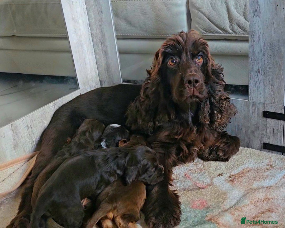 Cocker Spaniel dogs for sale: Exceptional Pedigree Kc Champion Show Cockers - Image 26