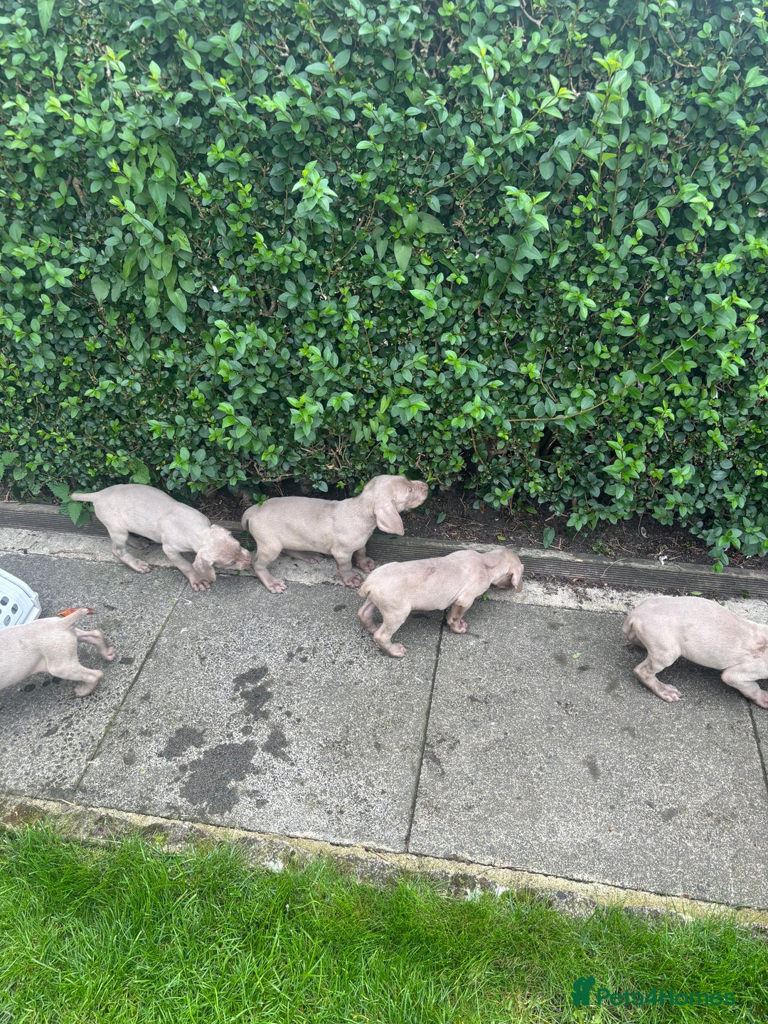 Weimaraner dogs for sale: Kc reg Weimaraner - Image 7