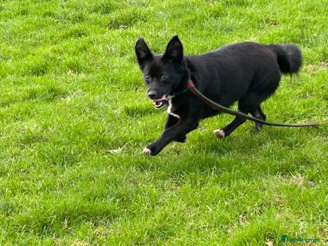 Mixed Breed dogs for adoption: Kimba - Norwich Norfolk  in Norwich - Advert 10