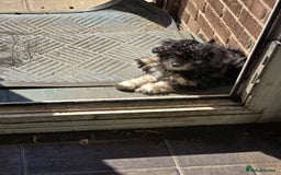 Mixed Breed dogs for sale: Cute Female Puppy - Image 3