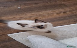 Ragdoll cats for sale: LAST TWO GCCF Ragdolls 1 boy and 1 girl left - Image 16