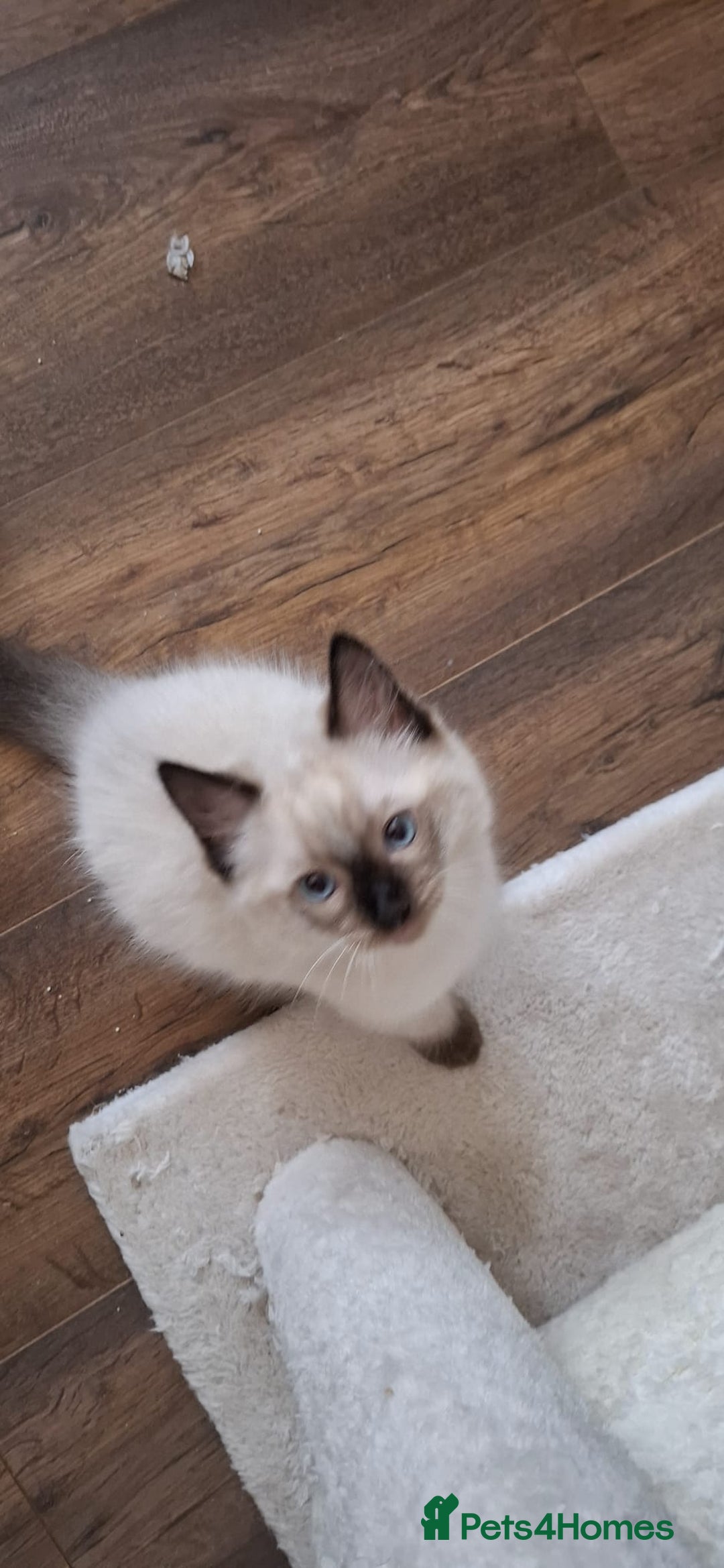 Ragdoll cats for sale: LAST TWO GCCF Ragdolls 1 boy and 1 girl left - Image 16