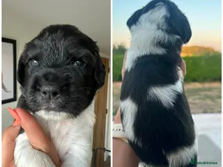 English Springer Spaniel dogs Gorgeous KC Reg Springer Spaniel Pups - Advert 5