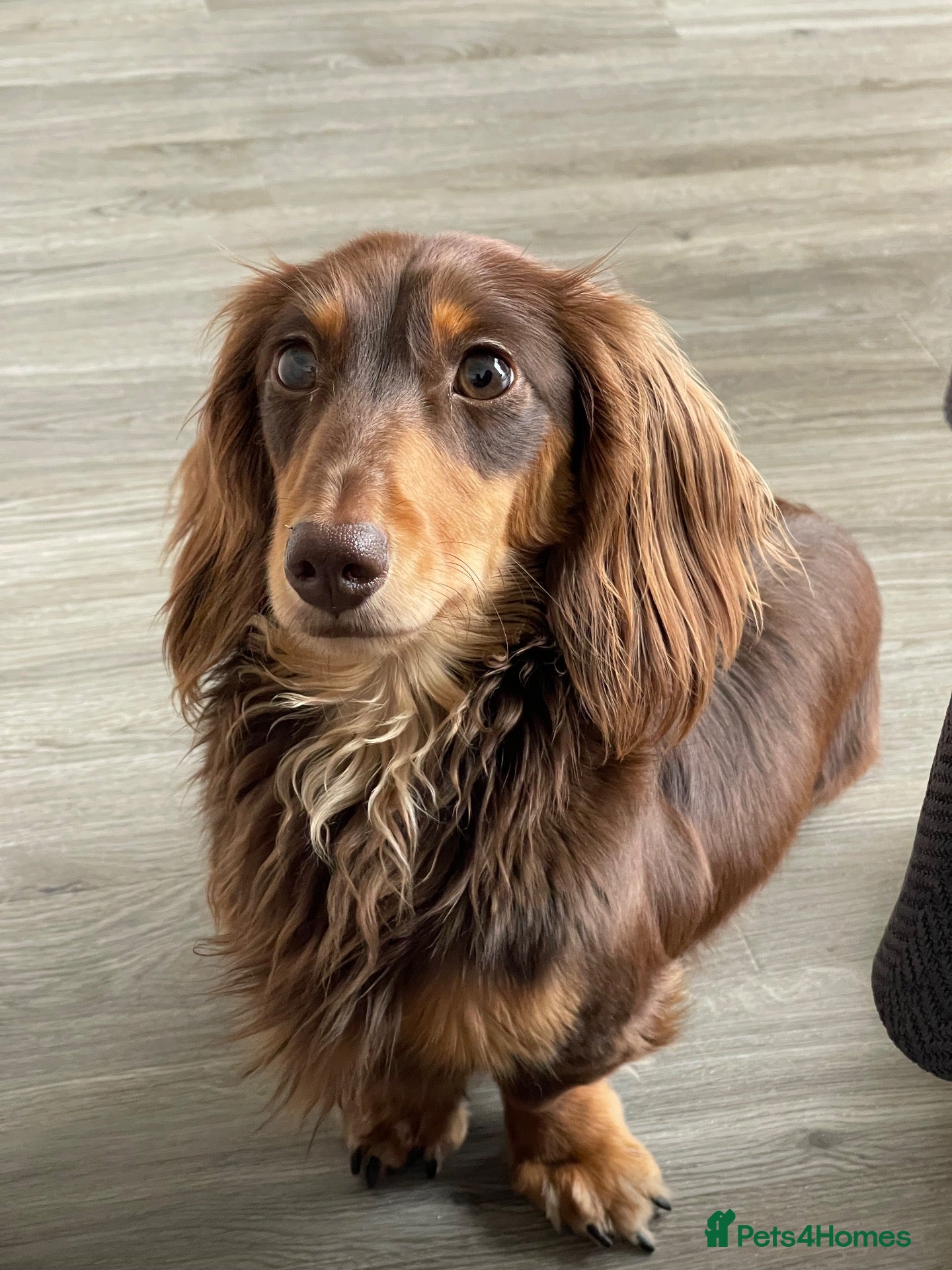 Miniature Dachshund dogs Miniature long-hair dachshund - Advert 3
