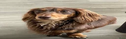 Miniature Dachshund dogs for sale: Miniature long-hair dachshund in Manchester - Advert 1