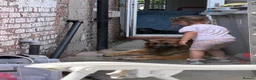 German Shepherd dogs for sale: 2 German Shepherd Brothers - Advert 6