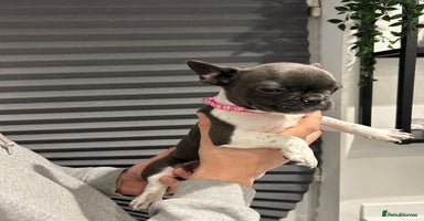 French Bulldog dogs - Advert 2