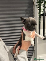 French Bulldog dogs - Advert 7