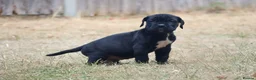 Presa Canario dogs for sale: World class presa canarios  - Advert 4
