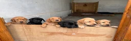Labrador Retriever dogs for sale: Puppies  - Advert 12