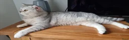 British Shorthair cats for sale: British Shorthair GCCF Stud DNA tested champion  - Advert 3