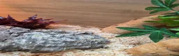 Corn Snake reptiles for sale: 2 cornsnakes full setup  in Ashton-under-Lyne - Advert 9