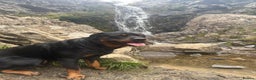 Rottweiler dogs for sale: Rottweiler for good home - Advert 3