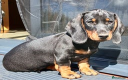 Dachshund dogs for sale: Standard Black & Tan dachshund (boy) - Image 2