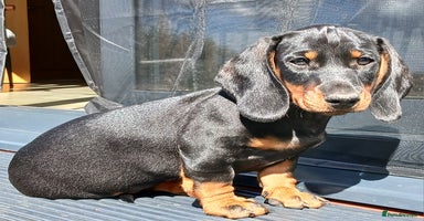 Dachshund dogs - Advert 5