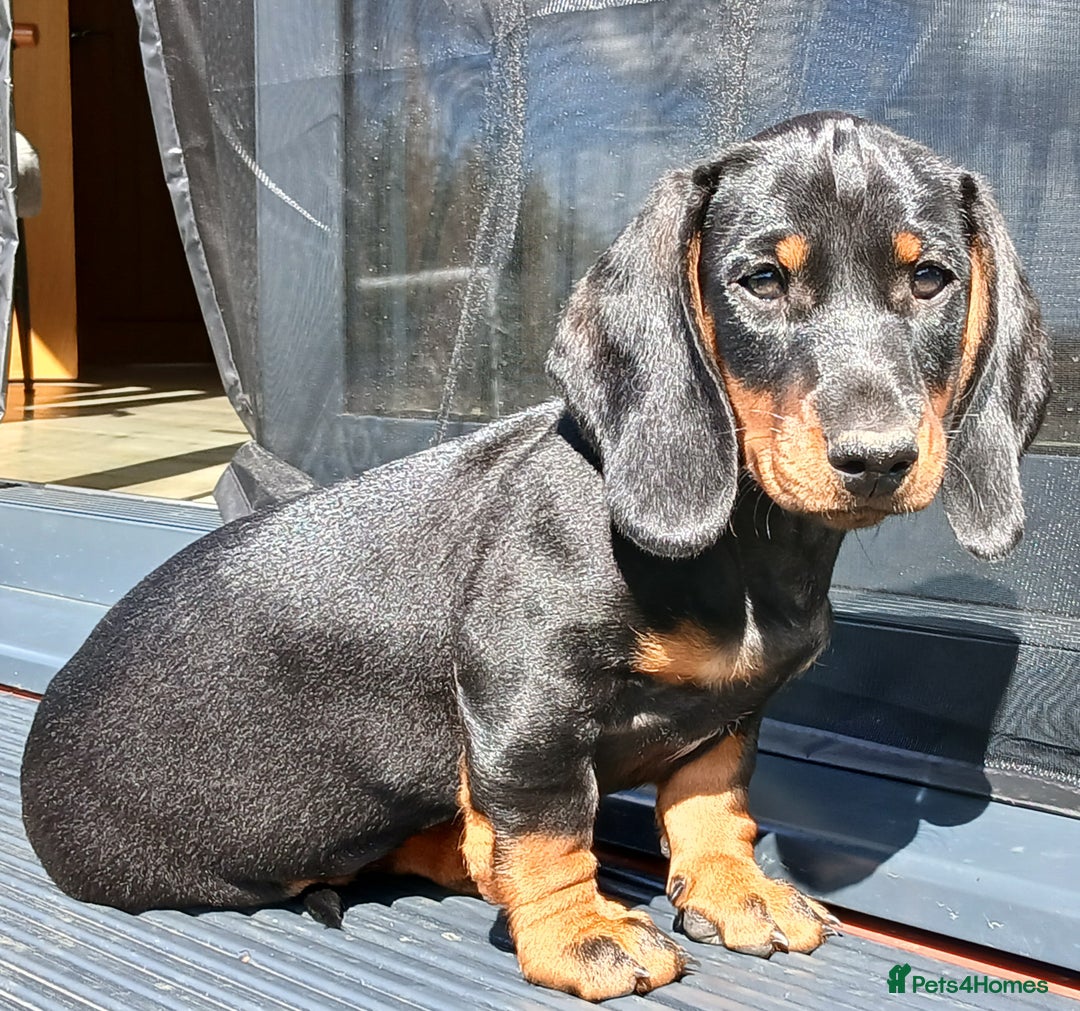 Dachshund dogs for sale: Standard Black & Tan dachshund (boy) - Image 2