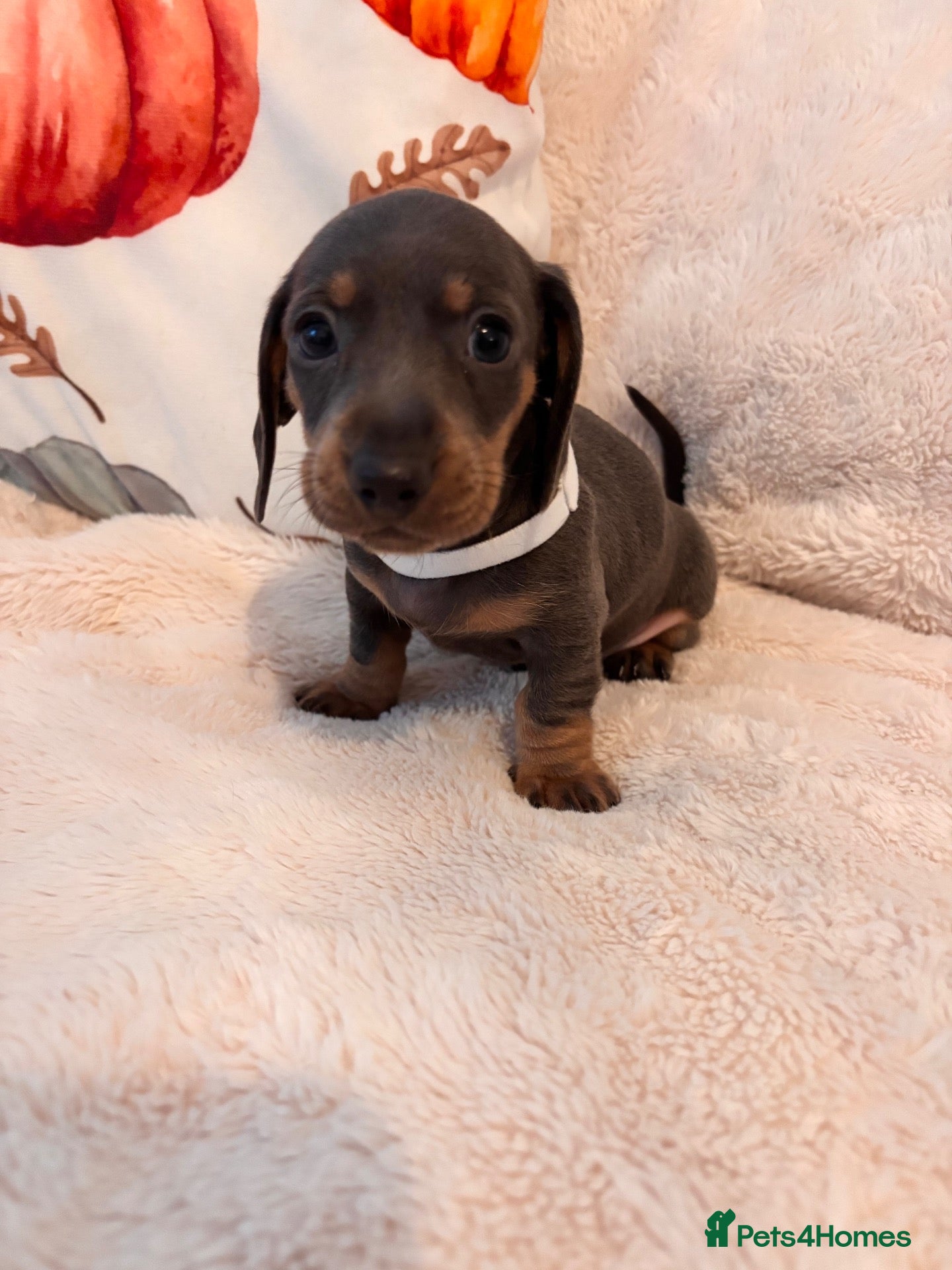 Miniature Dachshund dogs for sale: KC Registered Mini Dachunds Blues and Isabelle’s - Advert 21