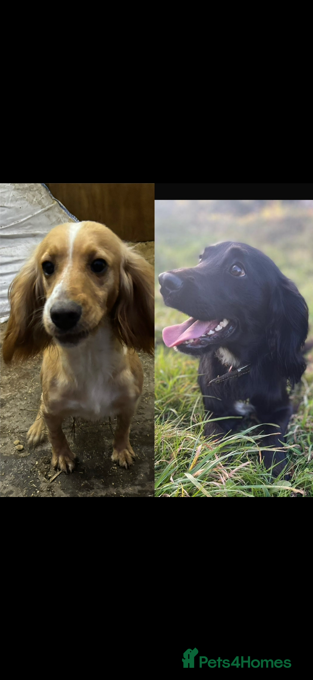 Cocker Spaniel dogs for sale: Cocker spaniel puppies  - Image 2