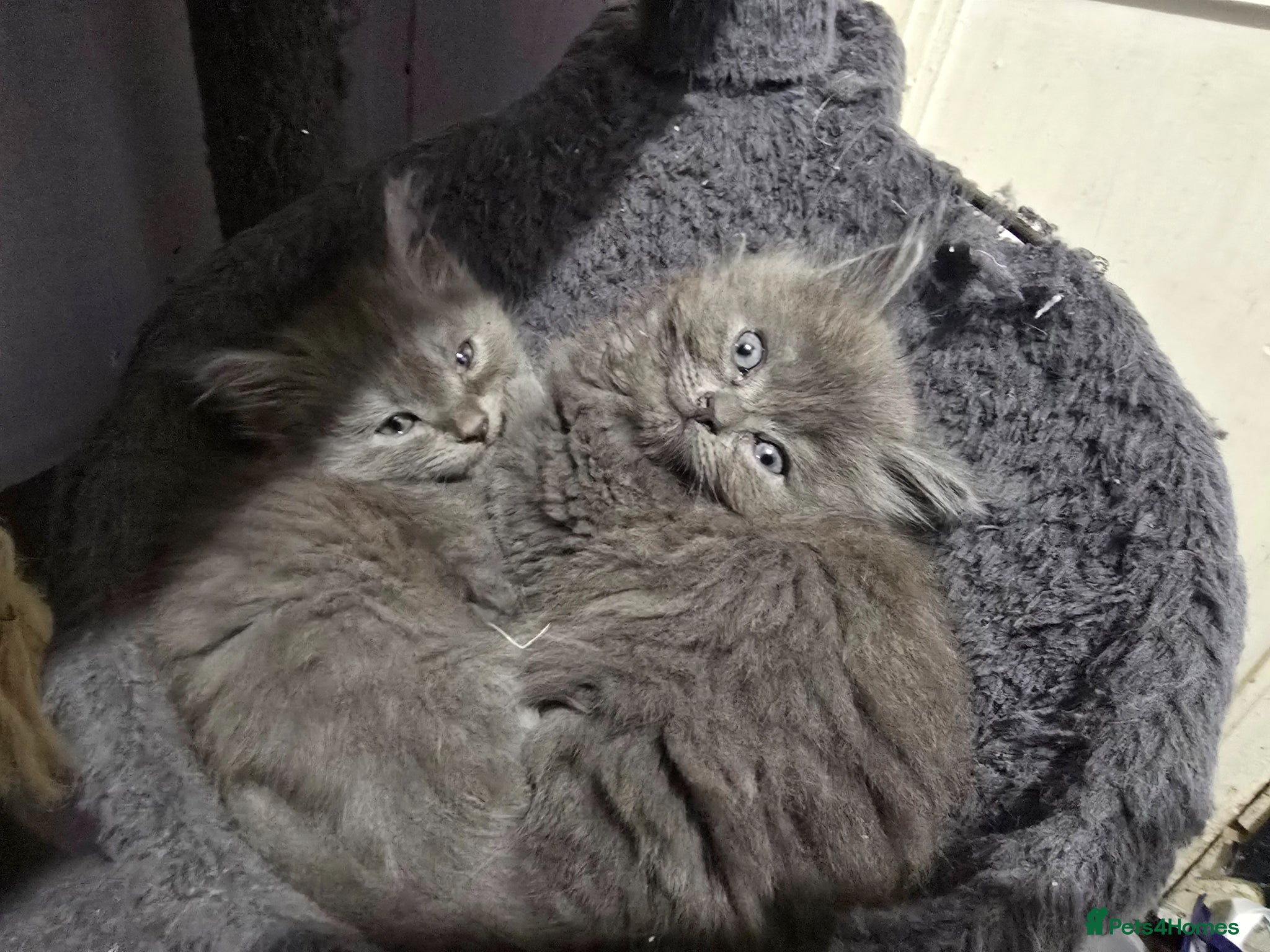 Persian cats 3 beautiful kittens ready now  - Advert 14