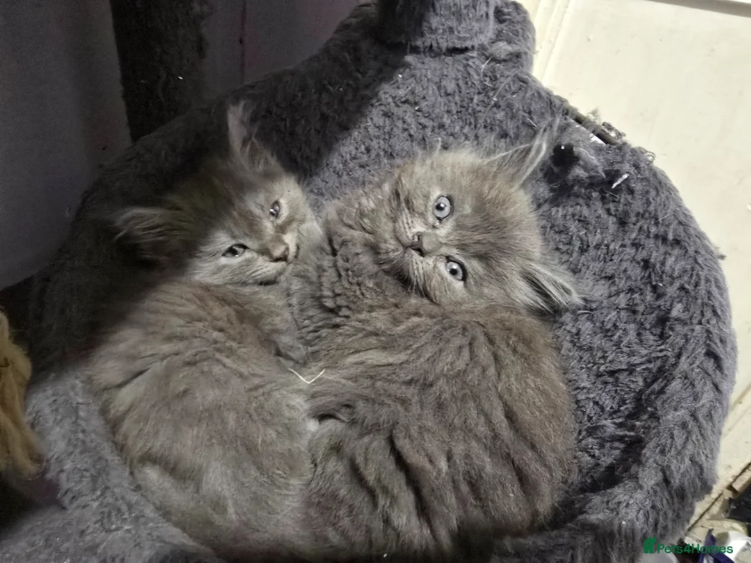Persian cats for sale: 3 beautiful kittens ready now  - Advert 1