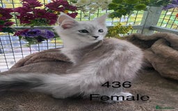 Maine Coon cats for sale: Registered GCCF Maine Coons - Image 1