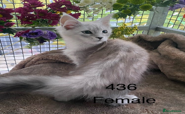 Maine Coon cats - Advert 2