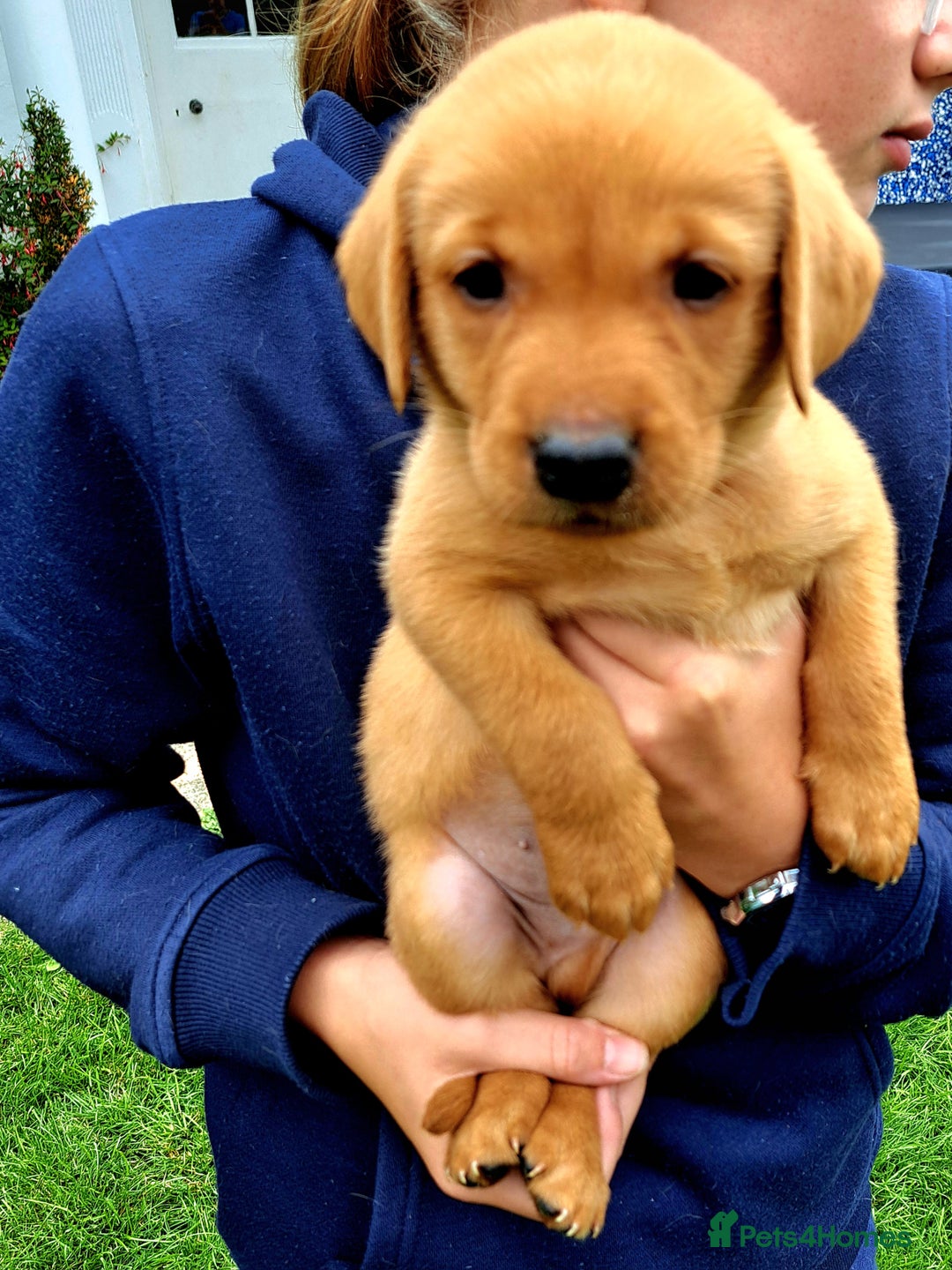 Labrador Retriever dogs for sale: Excellent KC Registered Fox Red Puppies For Sale - Image 4