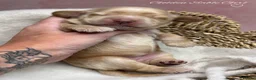 Cocker Spaniel dogs for sale: 🤍 KC Show Cocker Spaniels 🤍 - Advert 14