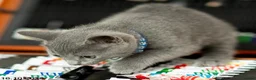 Russian Blue cats for sale: Adorable Russian Blue Kittens. - Advert 3