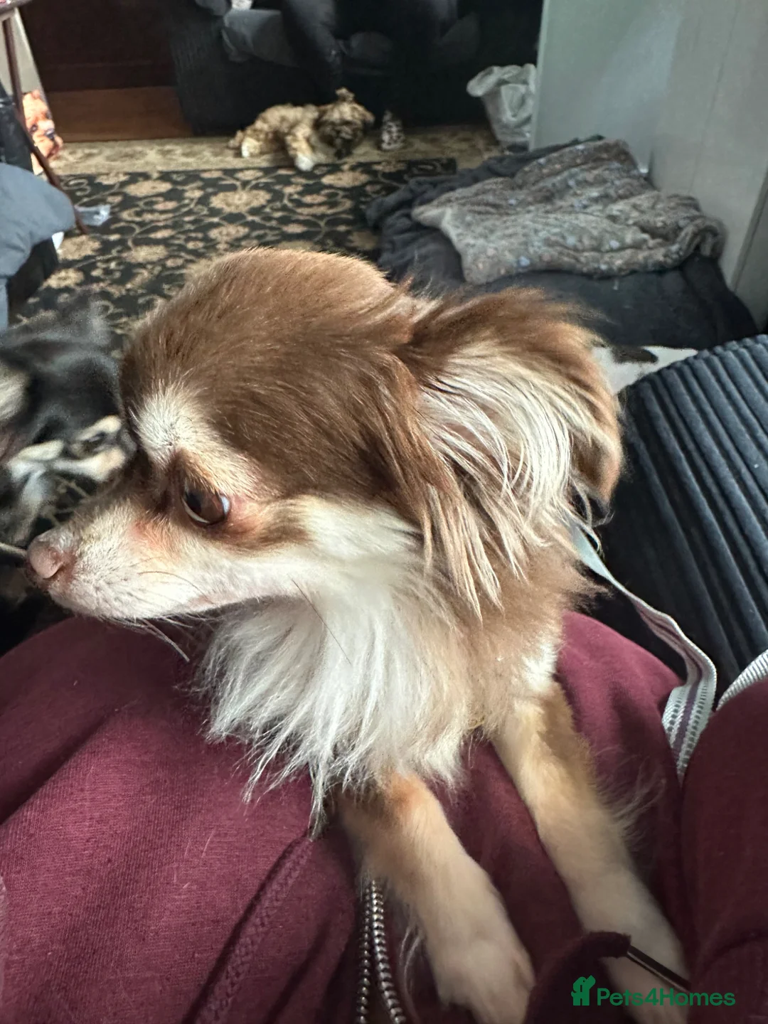 Chihuahua dogs for sale: bonded pair female chihuahuas £1000 total - Advert 6