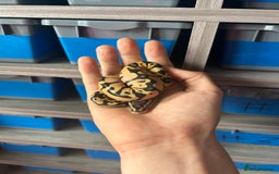 Python Snake reptiles for sale: Ball python - Image 3