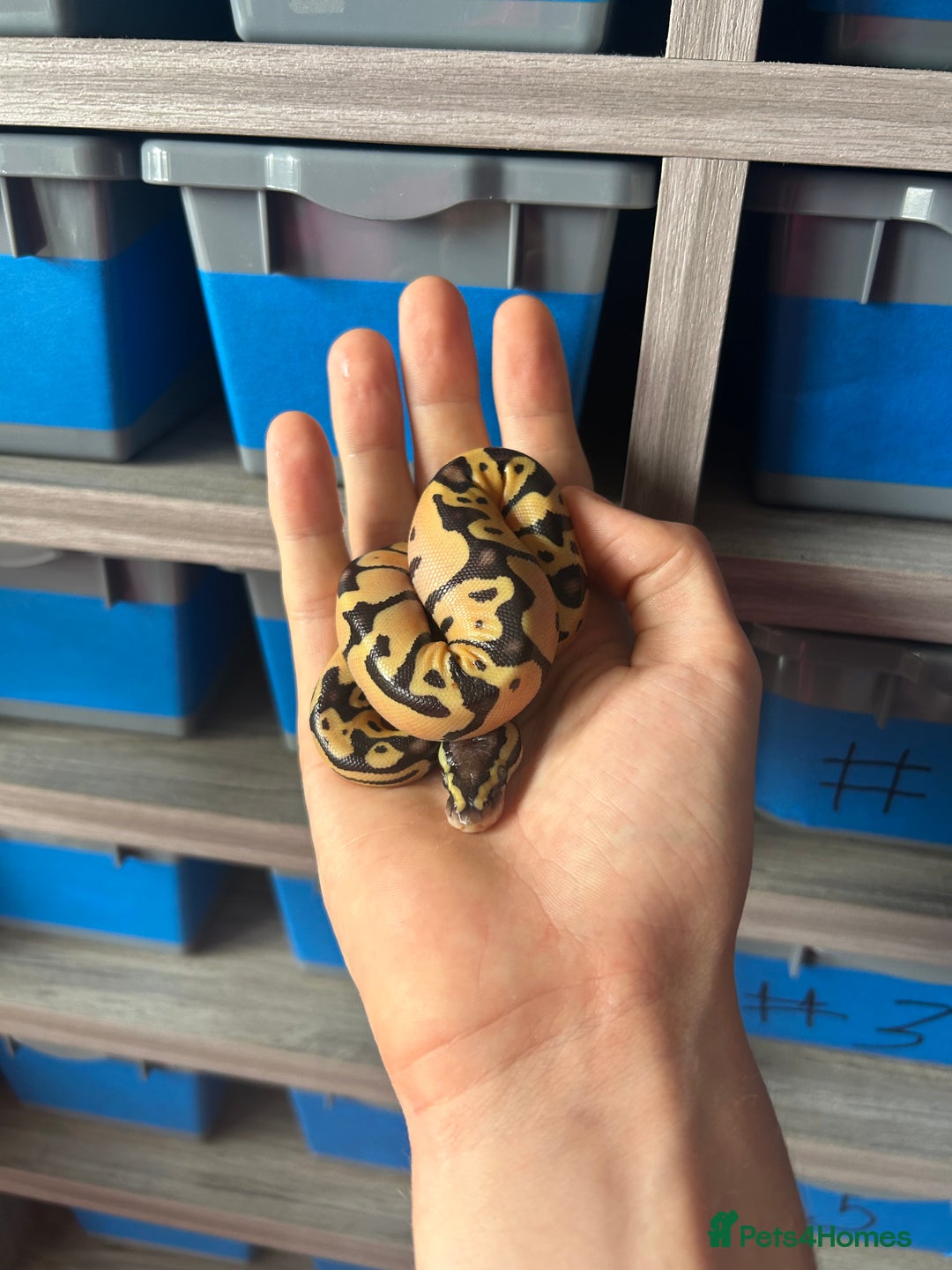 Python Snake reptiles for sale: Ball python - Image 3