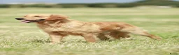 Golden Retriever dogs for sale: Golden retriever puppy's  - Advert 12