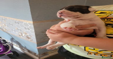 American Bulldog dogs - Advert 2