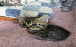Mixed Breed cats for sale: Beautiful kittens  - Image 18