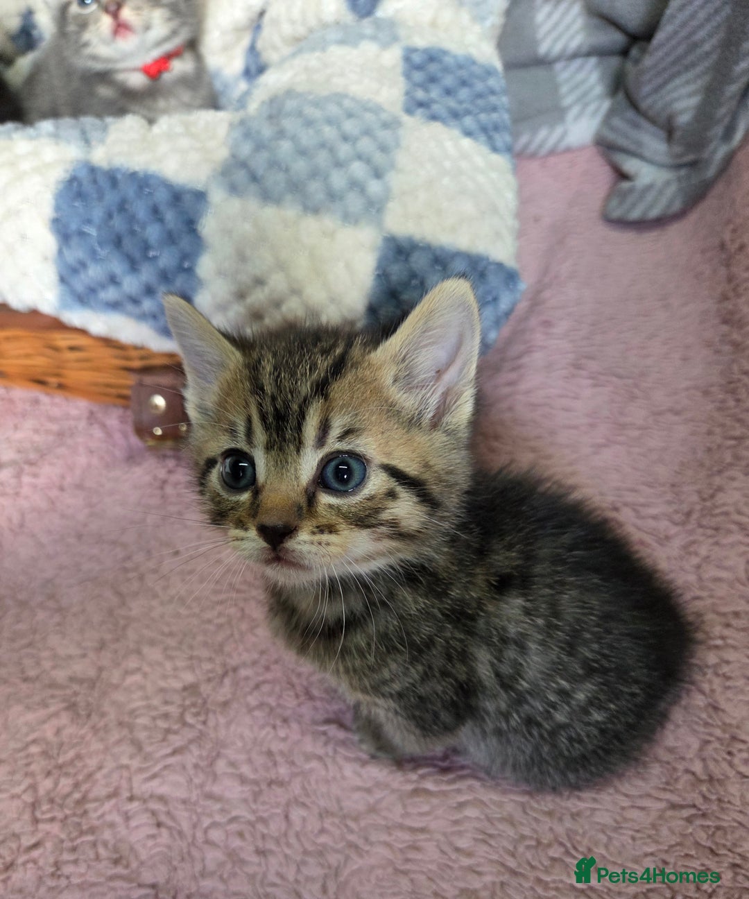 Mixed Breed cats for sale: Beautiful kittens  - Image 18