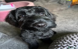 Cockapoo dogs for sale: 6 month old cockapoo - Image 2