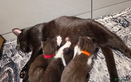 Domestic Shorthair cats for sale: 2 Beautiful Kittens - Uno & Bandana (8 Weeks  Old) - Image 14