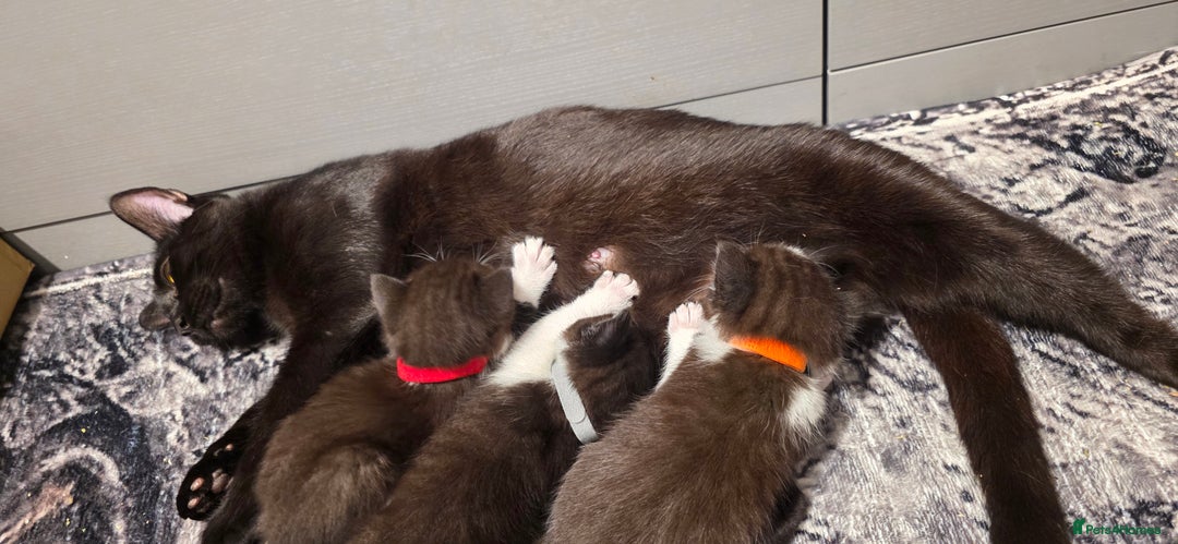 Domestic Shorthair cats for sale: 2 Beautiful Kittens - Uno & Bandana (8 Weeks  Old) - Image 14