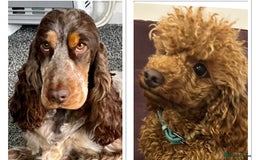 Cockapoo dogs for sale: Toy show Cockapoo pups waiting list now open ! - Image 10