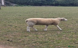 Sheep livestock for sale: Three texel ewe lambs for sale  - Image 4