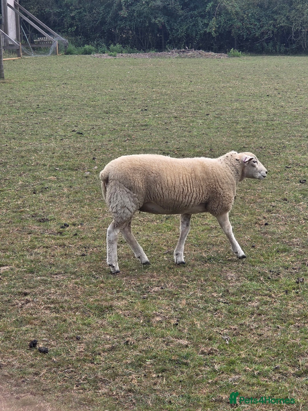 Sheep livestock for sale: Three texel ewe lambs for sale  - Image 4